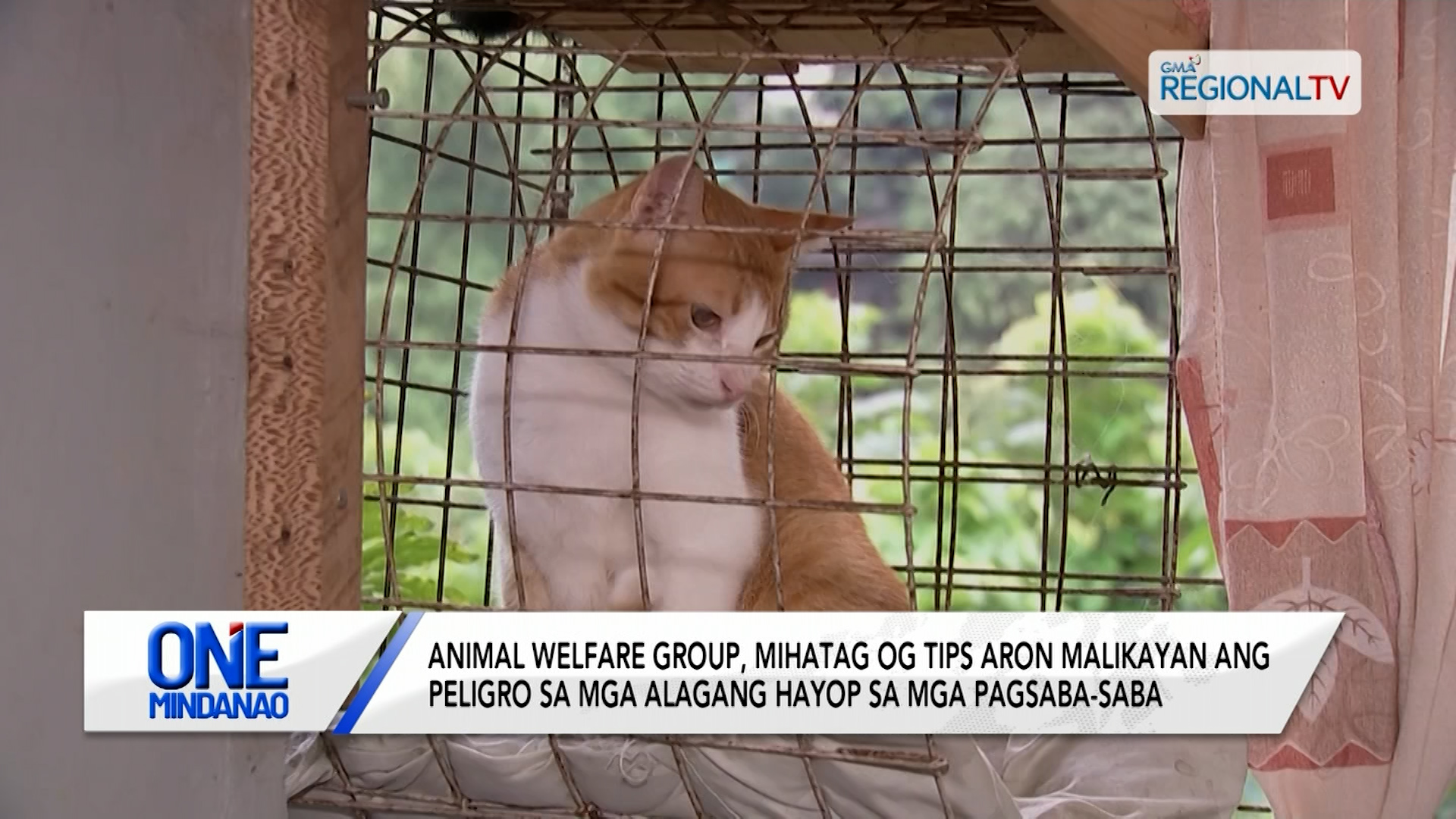 Animal welfare group, mihatag og tips aron malikayan ang peligro sa mga alagang hayop | One Mindanao