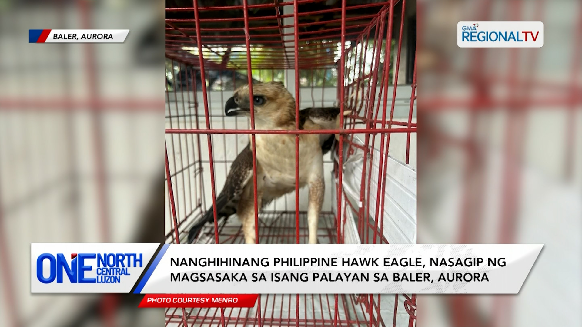Nanghihinang Philippine Hawk Eagle, nasagip ng magsasaka sa Aurora | One North Central Luzon