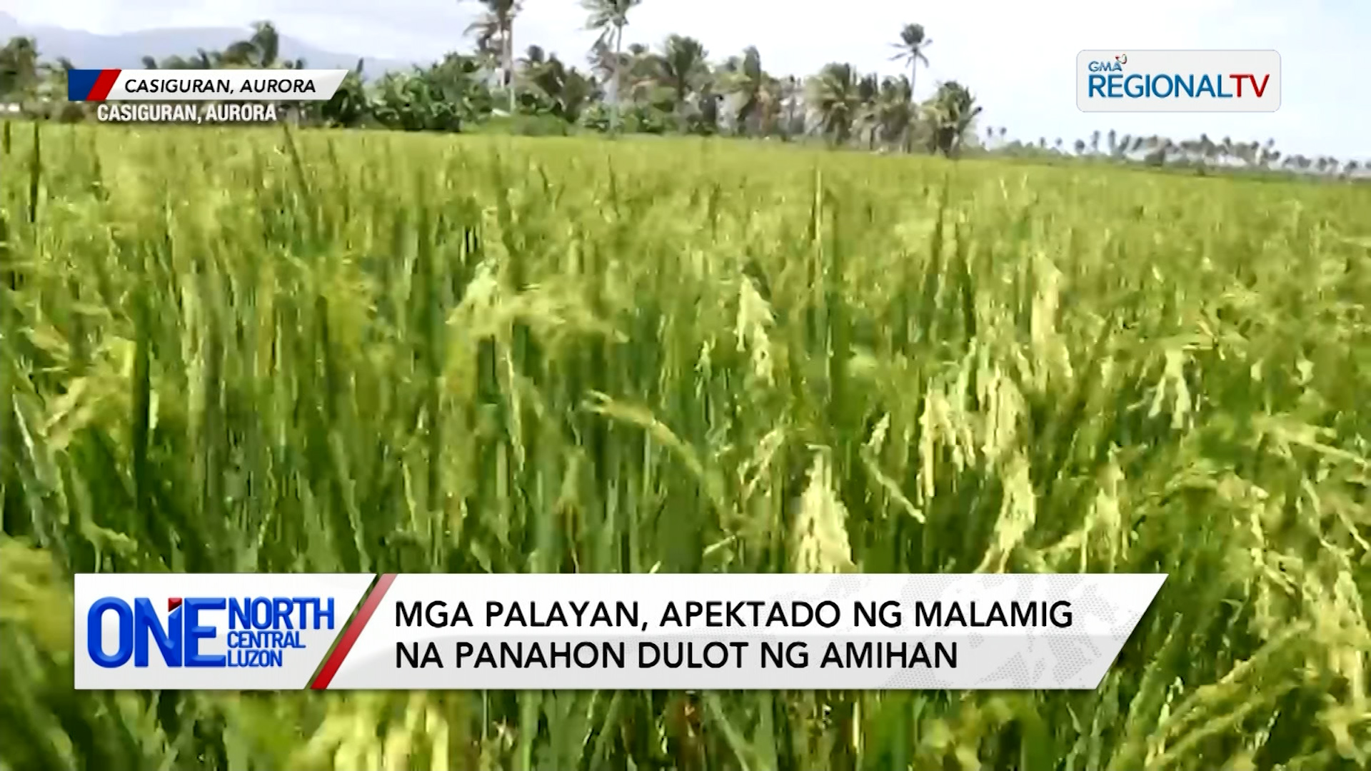 Mga palayan, apektado ng malamig na panahon dulot ng amihan | One North Central Luzon