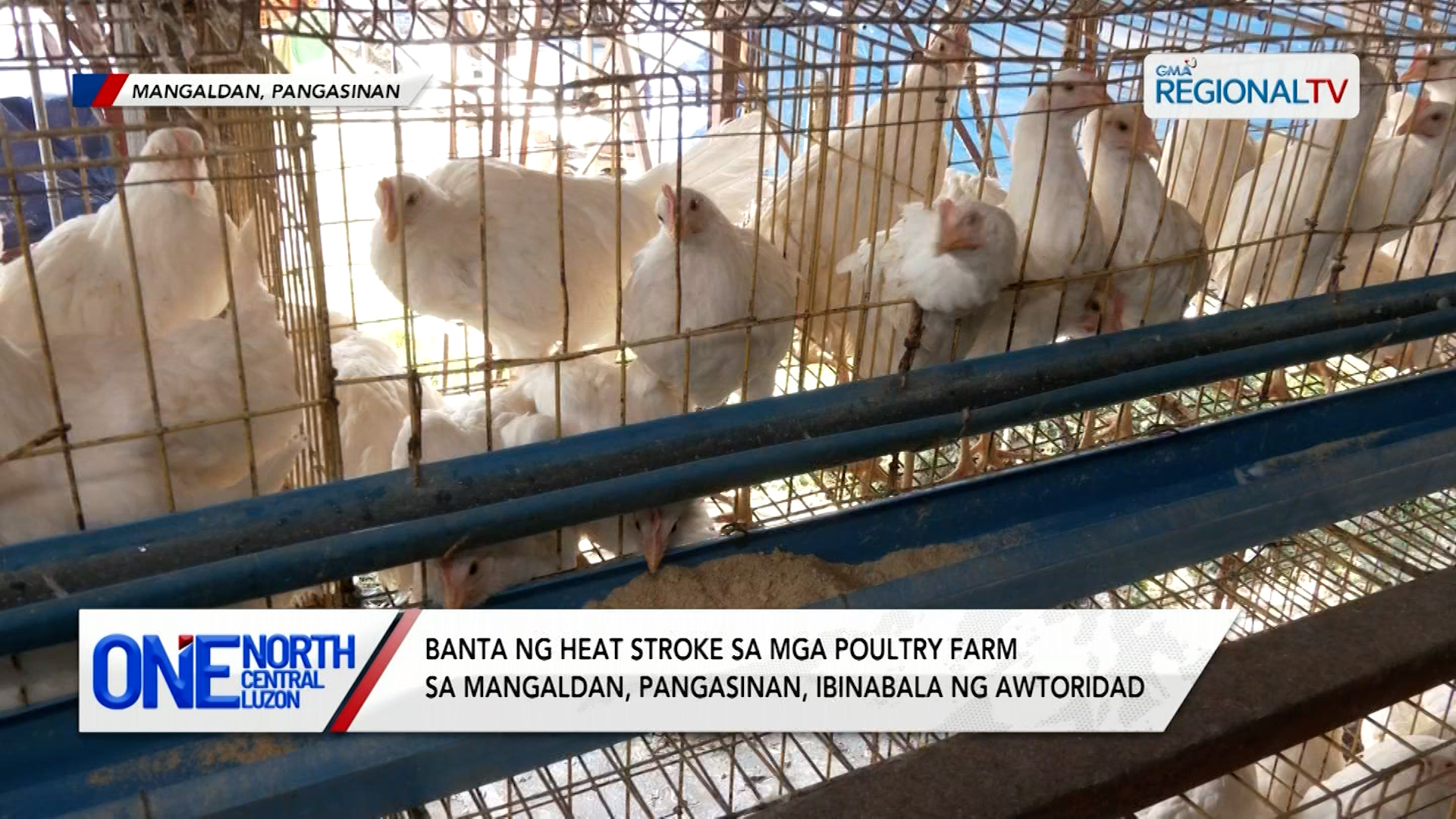 Banta ng heat stroke sa mga poultry farm, ibinabala ng awtoridad | One North Central Luzon