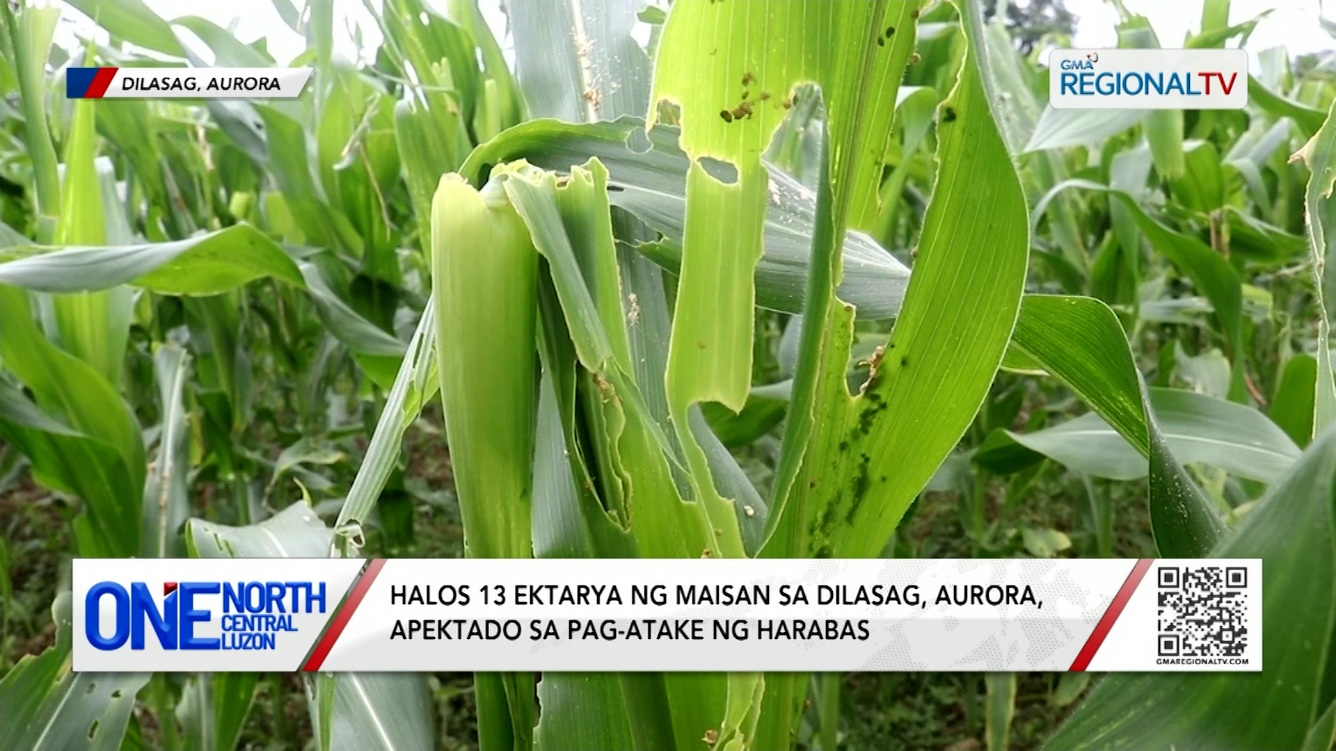 Halos 13 ektarya ng maisan, apektado sa pag-atake ng harabas | One North Central Luzon