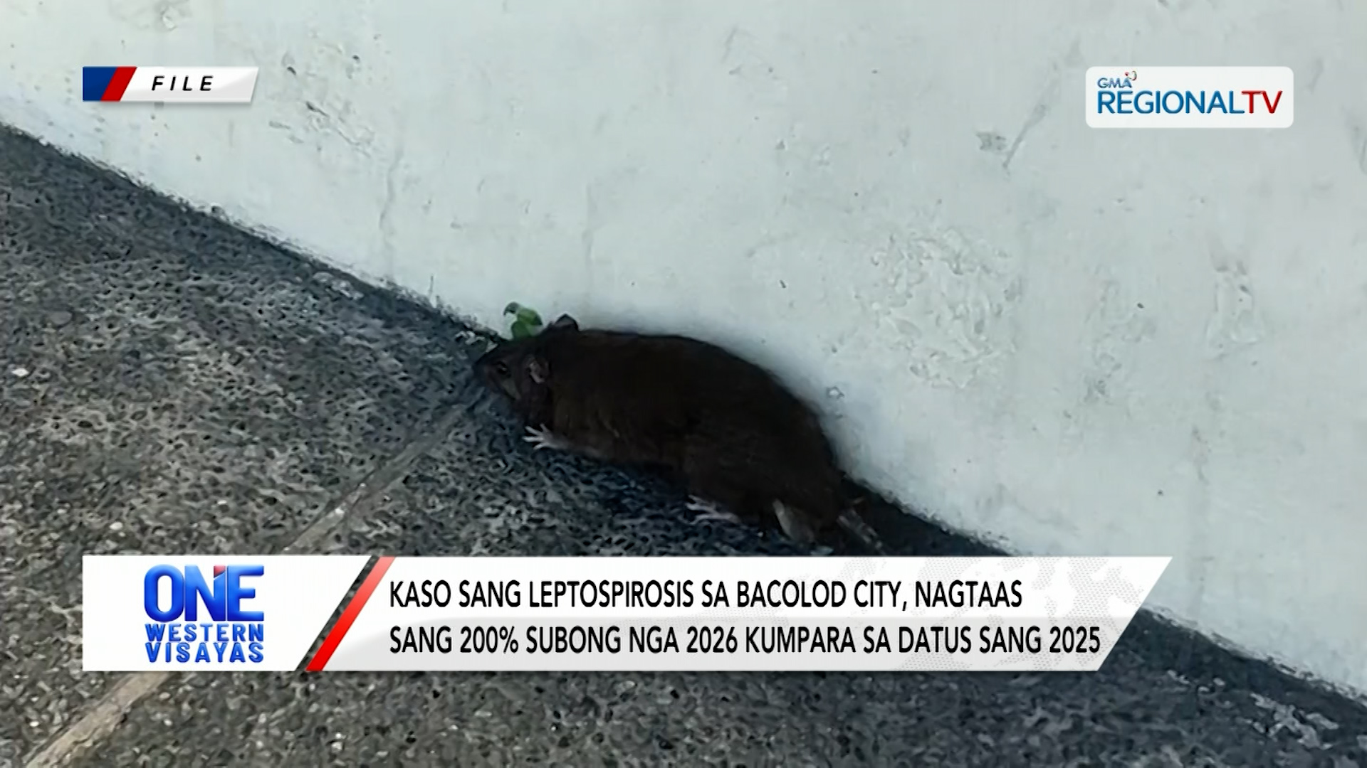 Kaso sang leptospirosis sa Bacolod City, nagtaas sang 200% kumpara sang 2025 | One Western Visayas