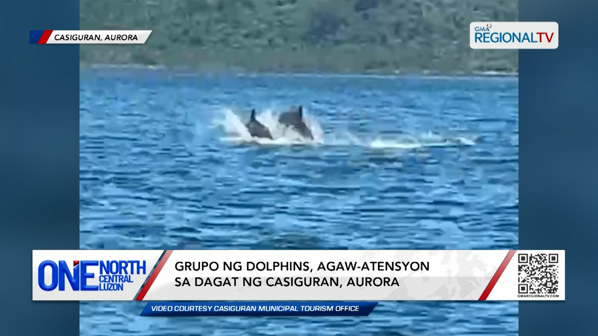 Grupo ng dolphins, agaw-atensyon sa dagat ng Casiguran, Aurora | One North Central Luzon