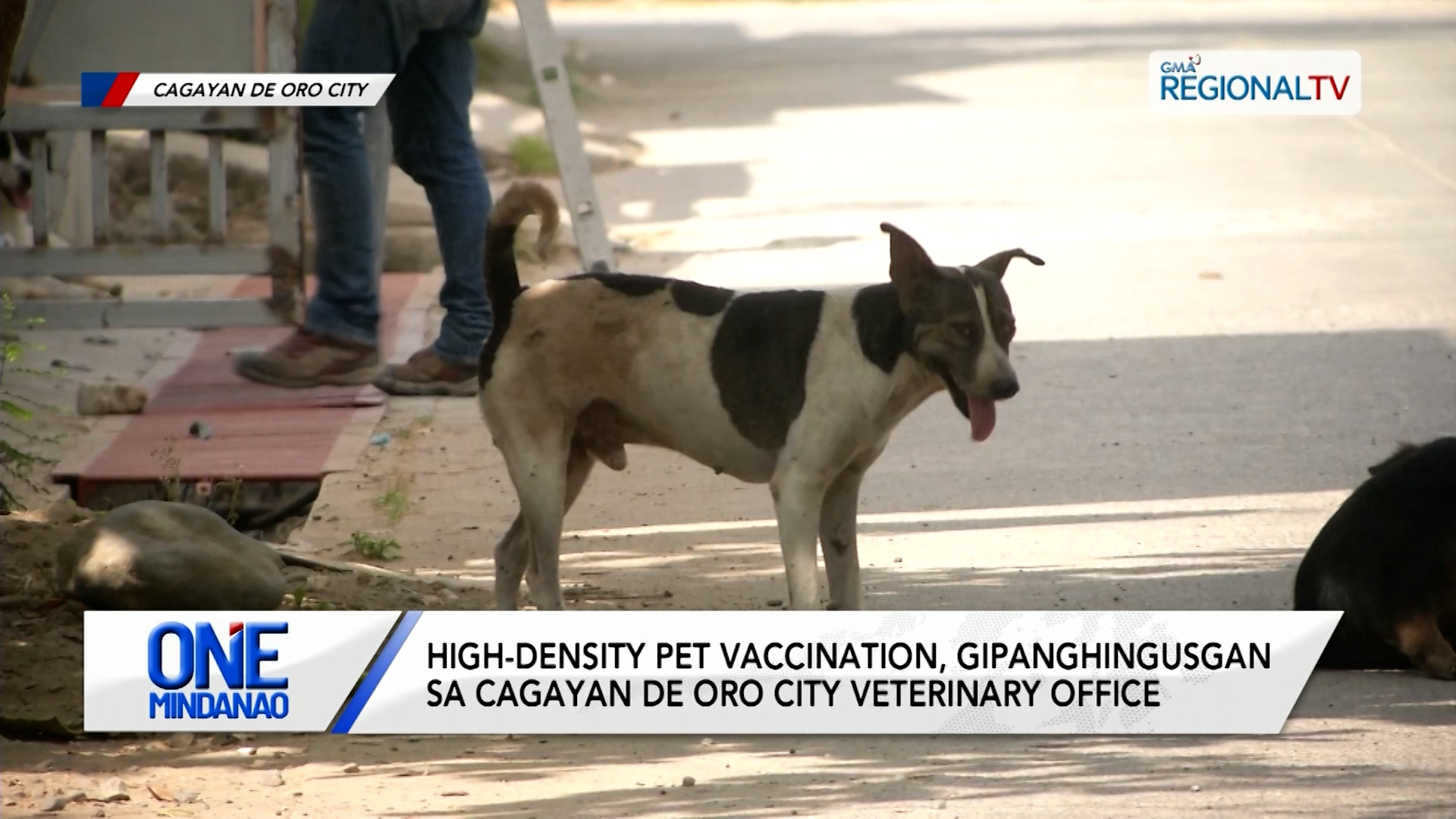 High-density pet vaccination, gipanghingusgan I One Mindanao