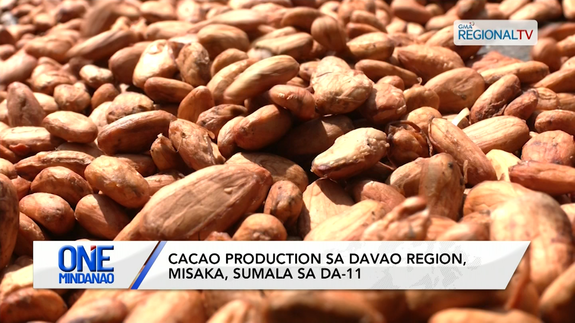 Cacao production sa Davao Region, misaka I One Mindanao