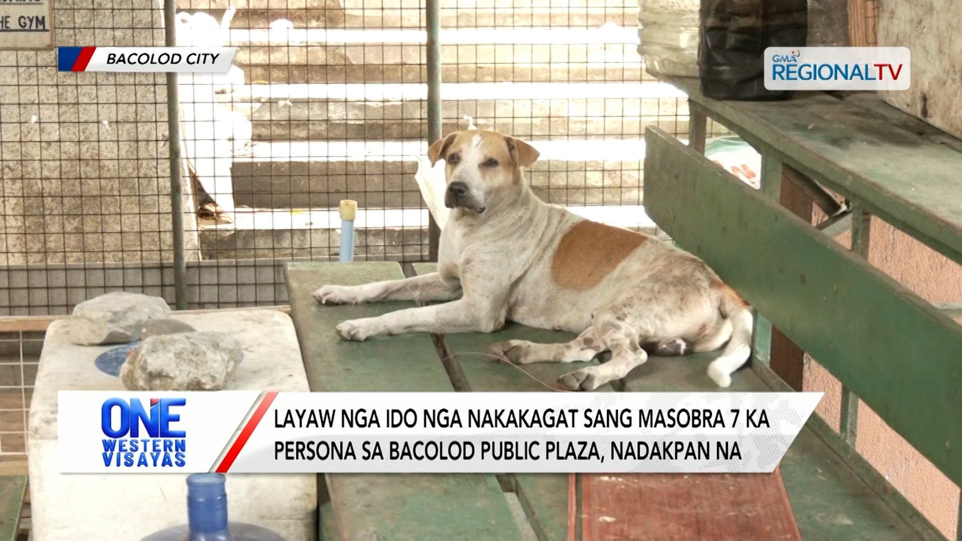 Layaw nga ido nga nakakagat sang masobra 7 ka persona sa Bacolod City, nadakpan| One Western Visayas