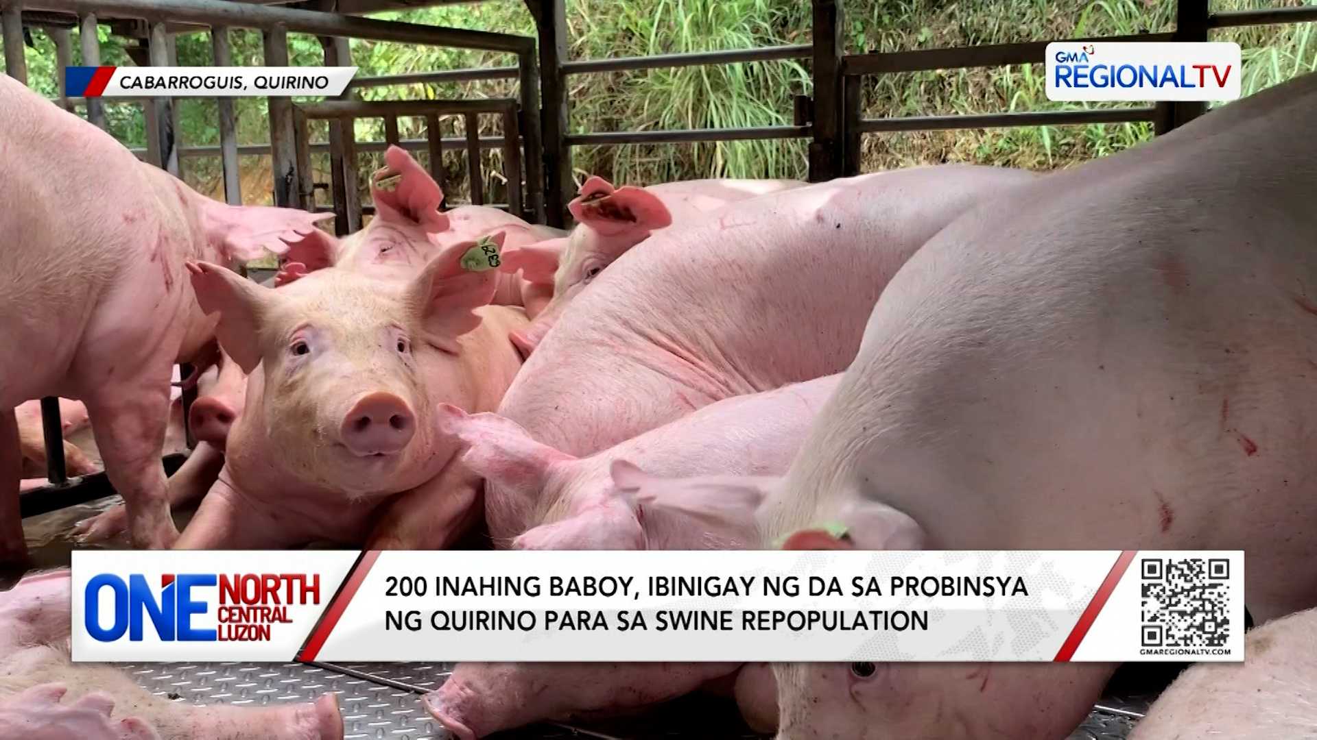 200 inahing baboy, ibinigay ng DA sa Quirino para sa swine repopulation | One North Central Luzon