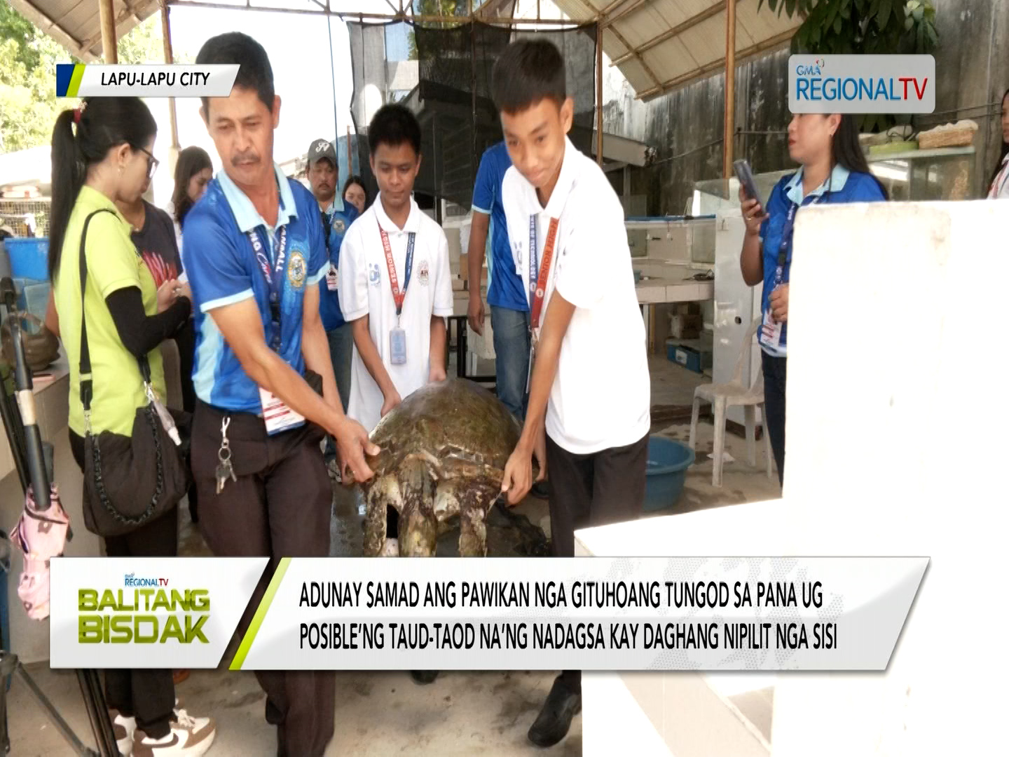 Green sea turtle, gi-rescue sa CENRO