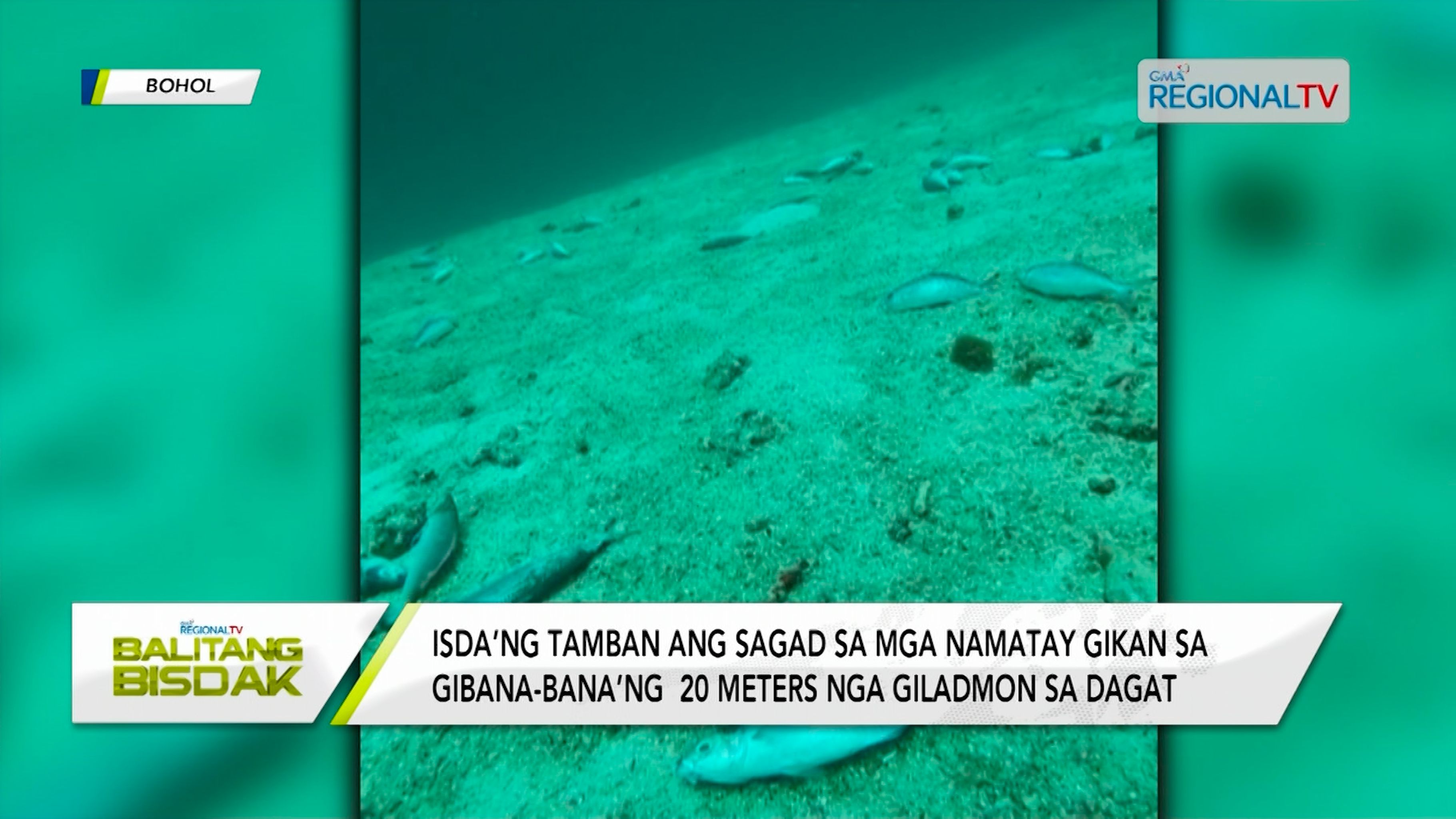 Mga patayng isda, dili resulta sa illegal fishing