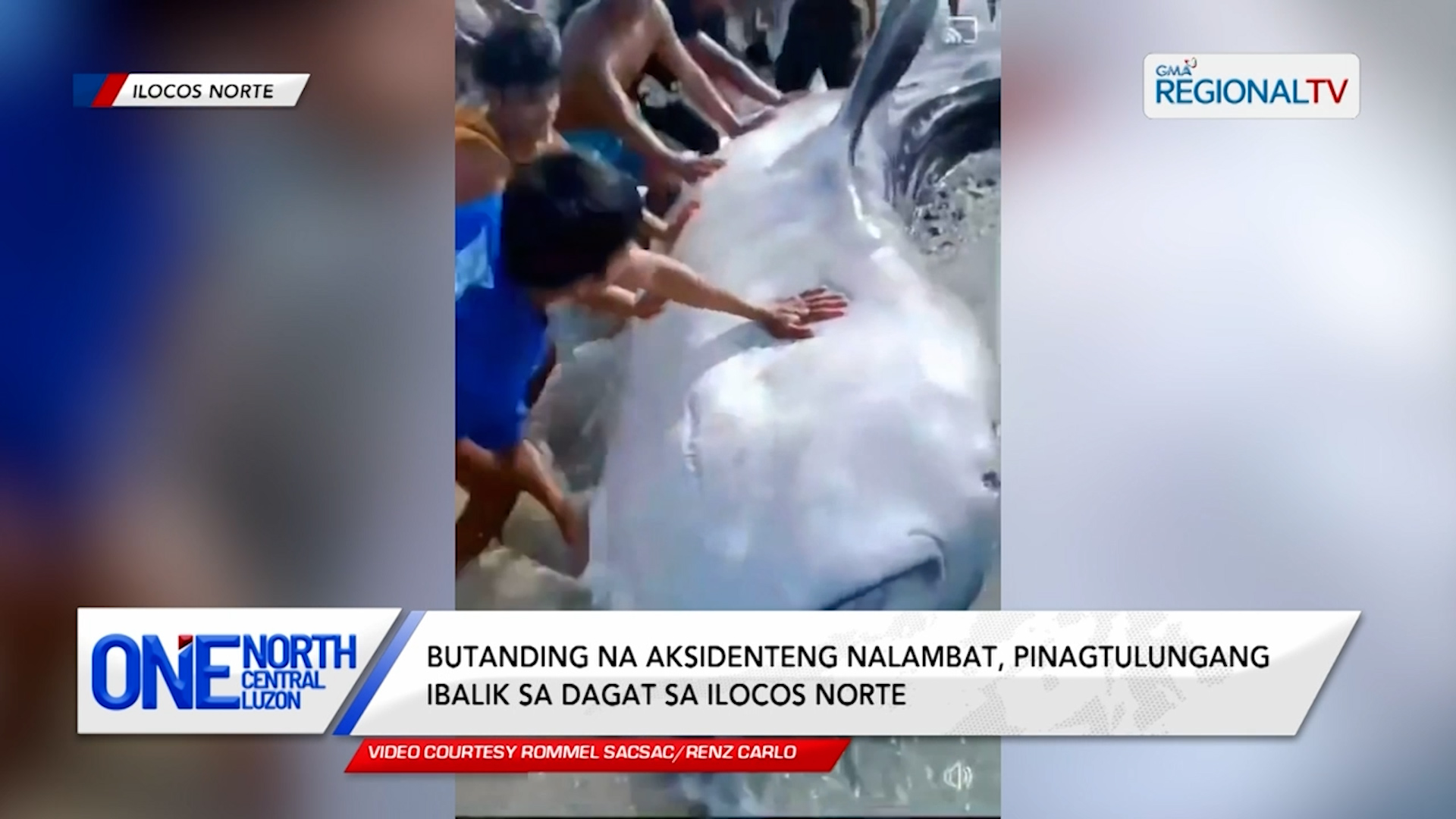 Butanding na aksidenteng nalambat, pinagtulungang ibalik sa dagat