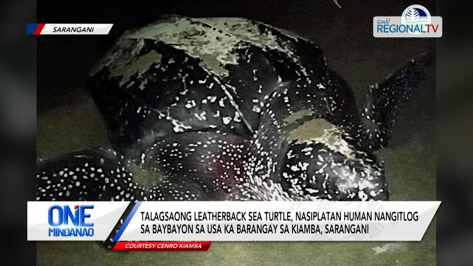 Talagsaong Leatherback Sea Turtle, nasiplatan nga nangitlog