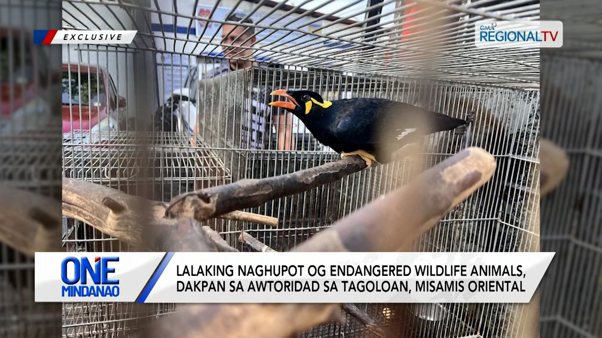 Lalaking naghupot og endangered wildlife animals, dakpan sa Misamis Oriental