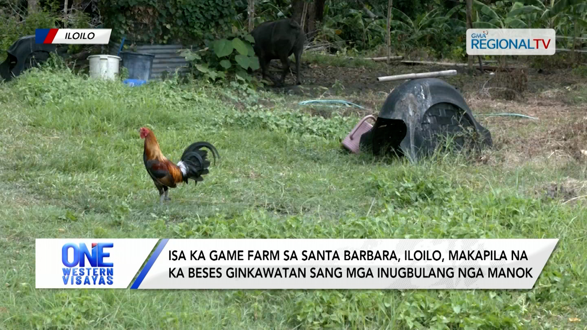Insidente sang Pagpangawat sang Manok sa Santa Barbara