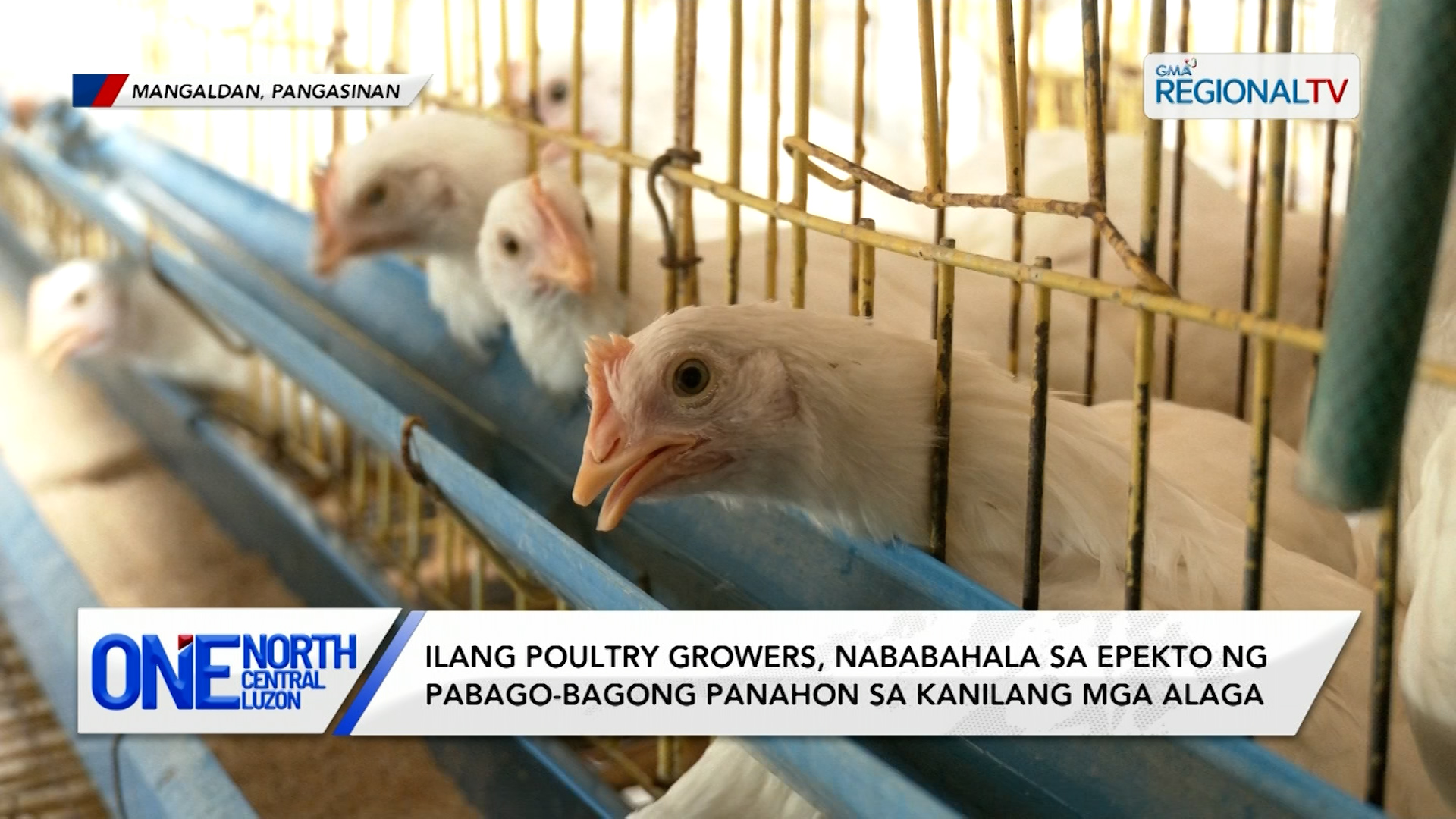 Ilang poultry growers, nababahala sa epekto ng pabago-bagong panahon