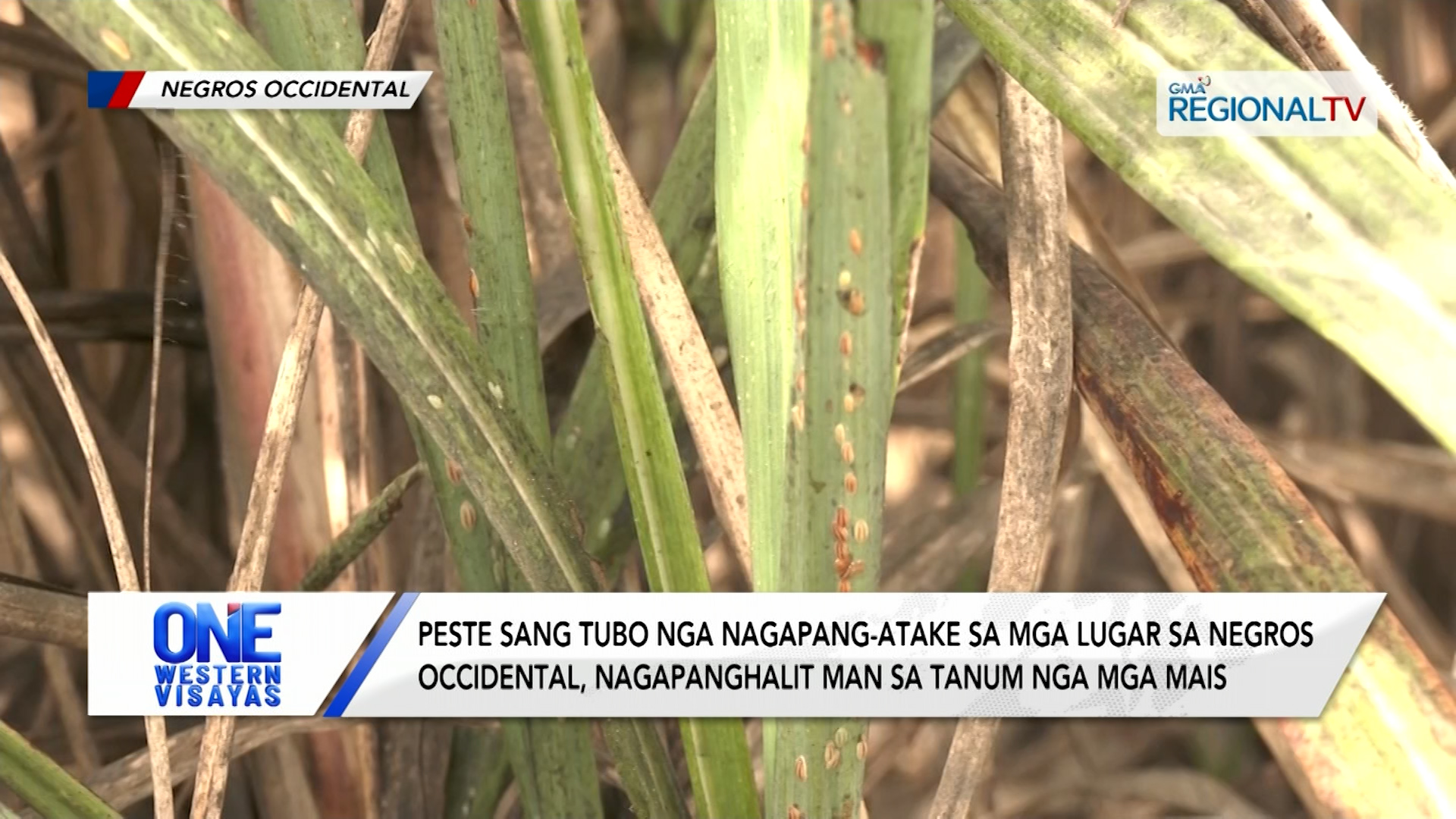 Peste sa tubo, nagapang-atake man sa tanum nga  mais sa Negros Occidental
