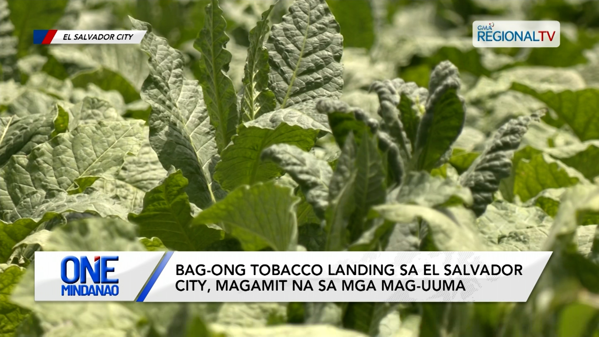 Bag-ong bagsakan sa tobacco sa El Salvador City, magamit na sa mga mag-uuma