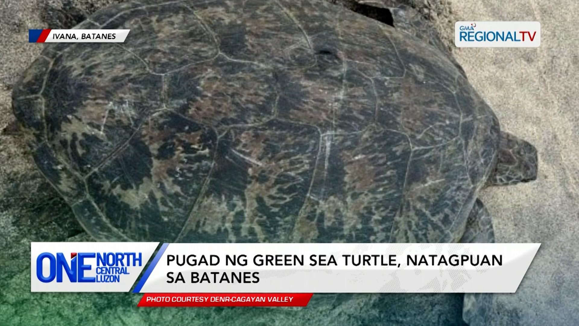 Pugad ng green sea turtle, natagpuan sa Batanes | One North Central Luzon