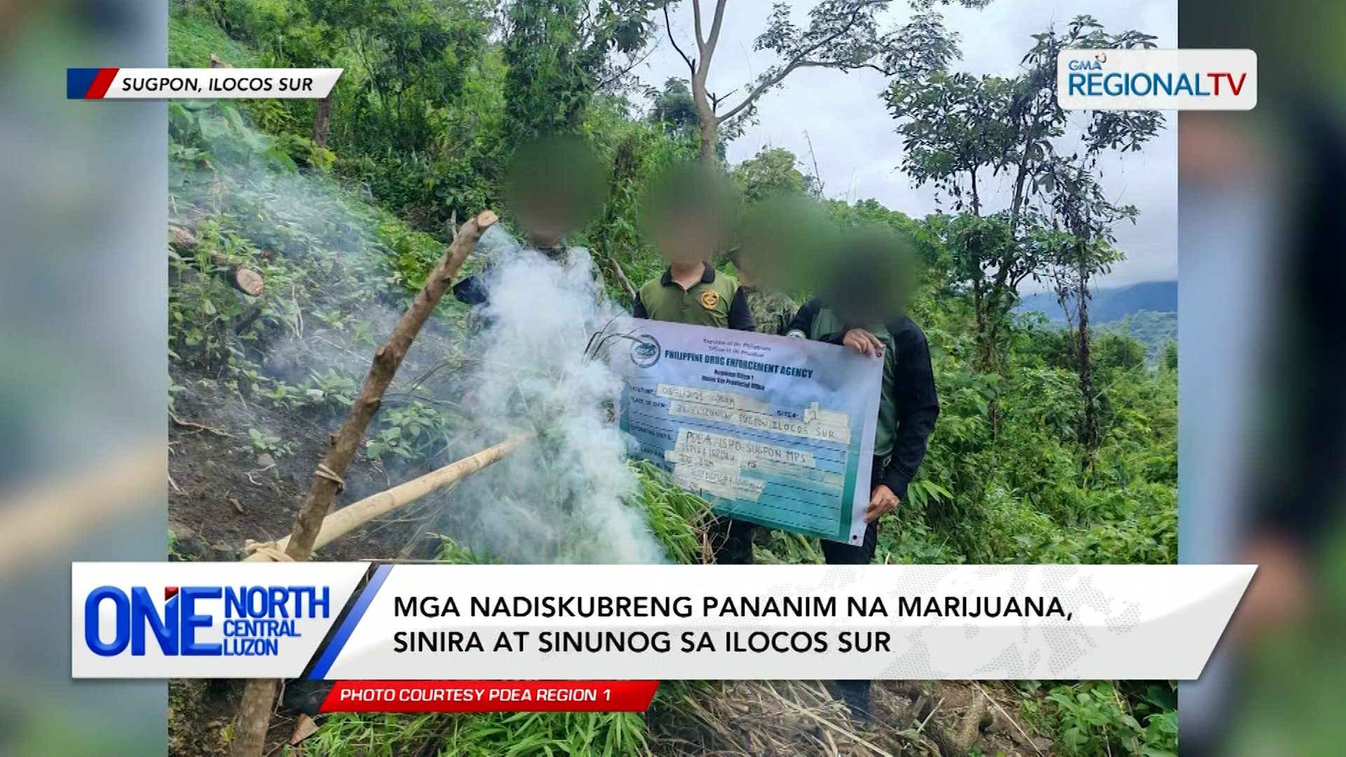 Mga nadiskubreng pananim na marijuana, sinira at sinunog sa Ilocos Sur | One North Central Luzon