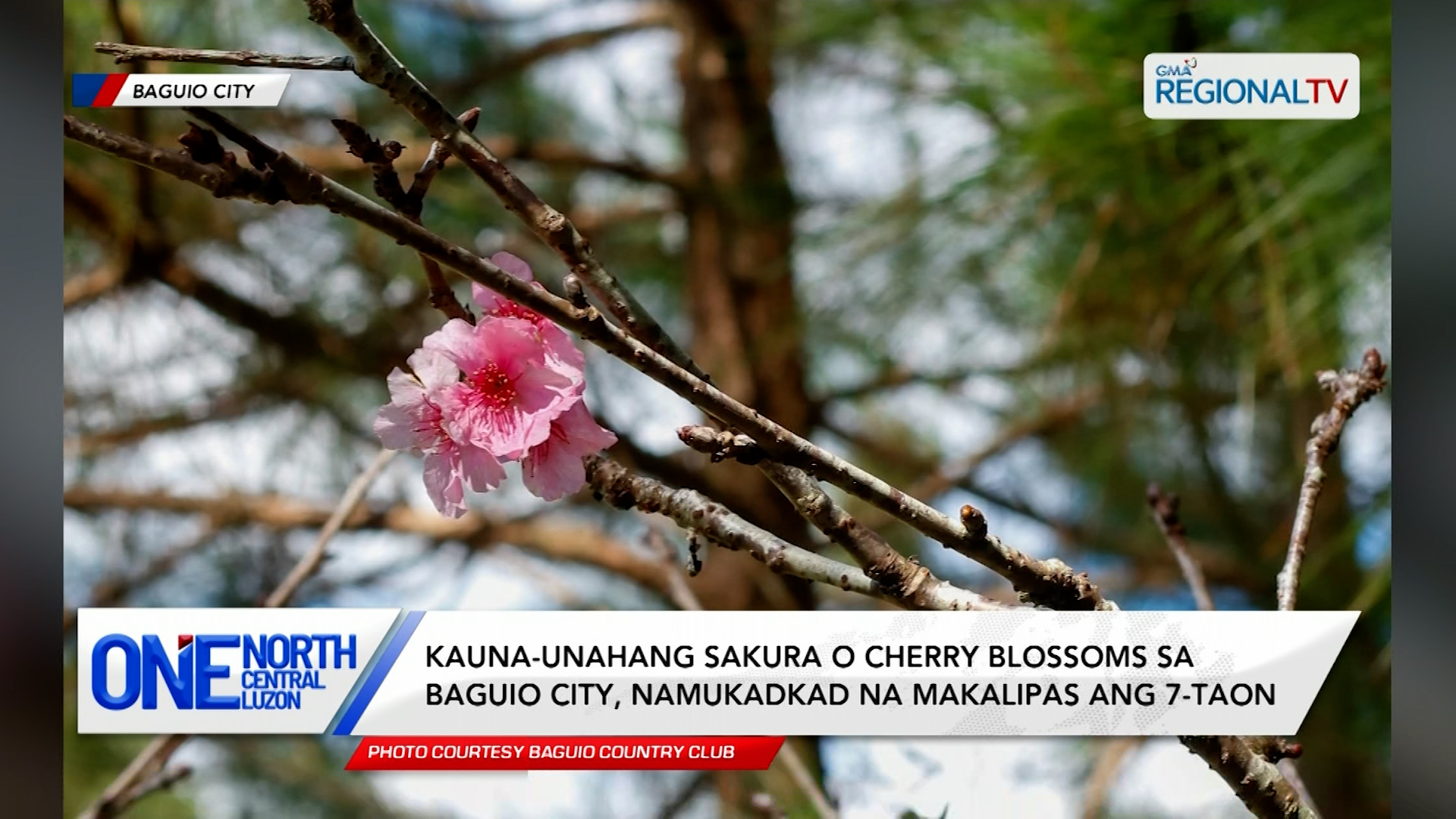 Kauna-unahang sakura o cherry blossoms sa Baguio City, namukadkad na | One North Central Luzon