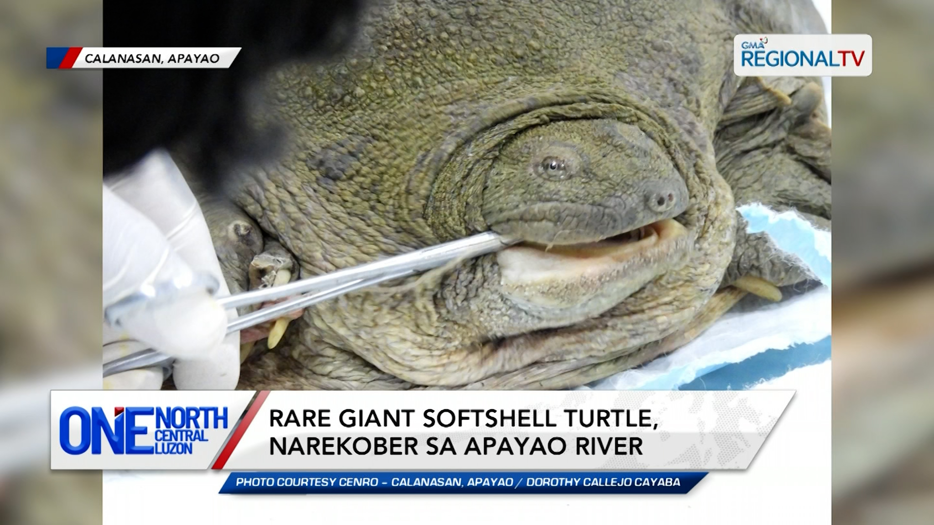 Rare giant softshell turtle, narekober sa Apayao River | One North Central Luzon