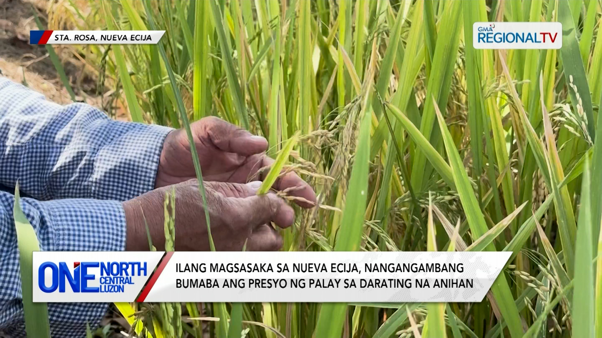 Ilang magsasaka sa Nueva Ecija, nangangambang bumaba ang presyo ng palay | One North Central Luzon