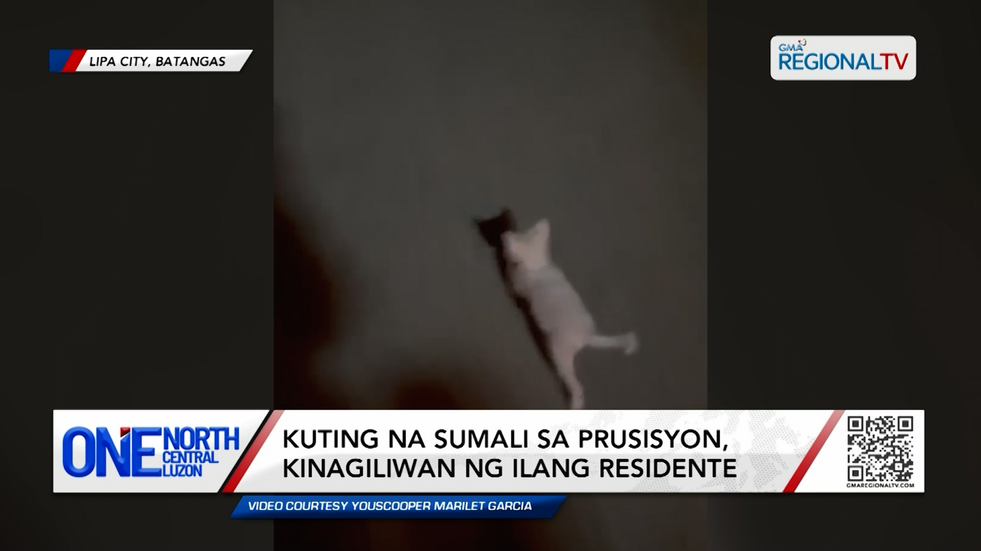 Kuting na sumali sa prusisyon, kinagiliwan ng ilang residente | One North Central Luzon