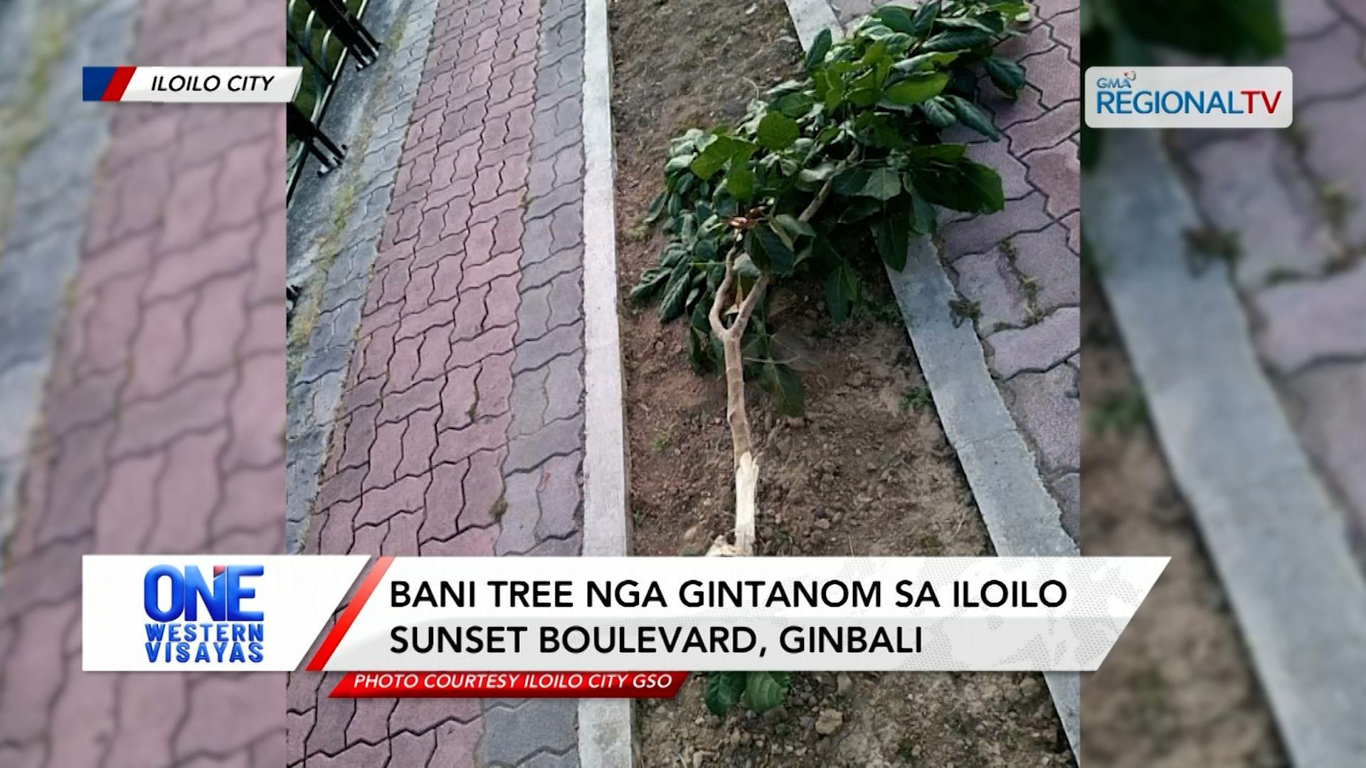 Bani tree nga gintanom sa Iloilo Sunset Boulevard, ginbali | One Western Visayas