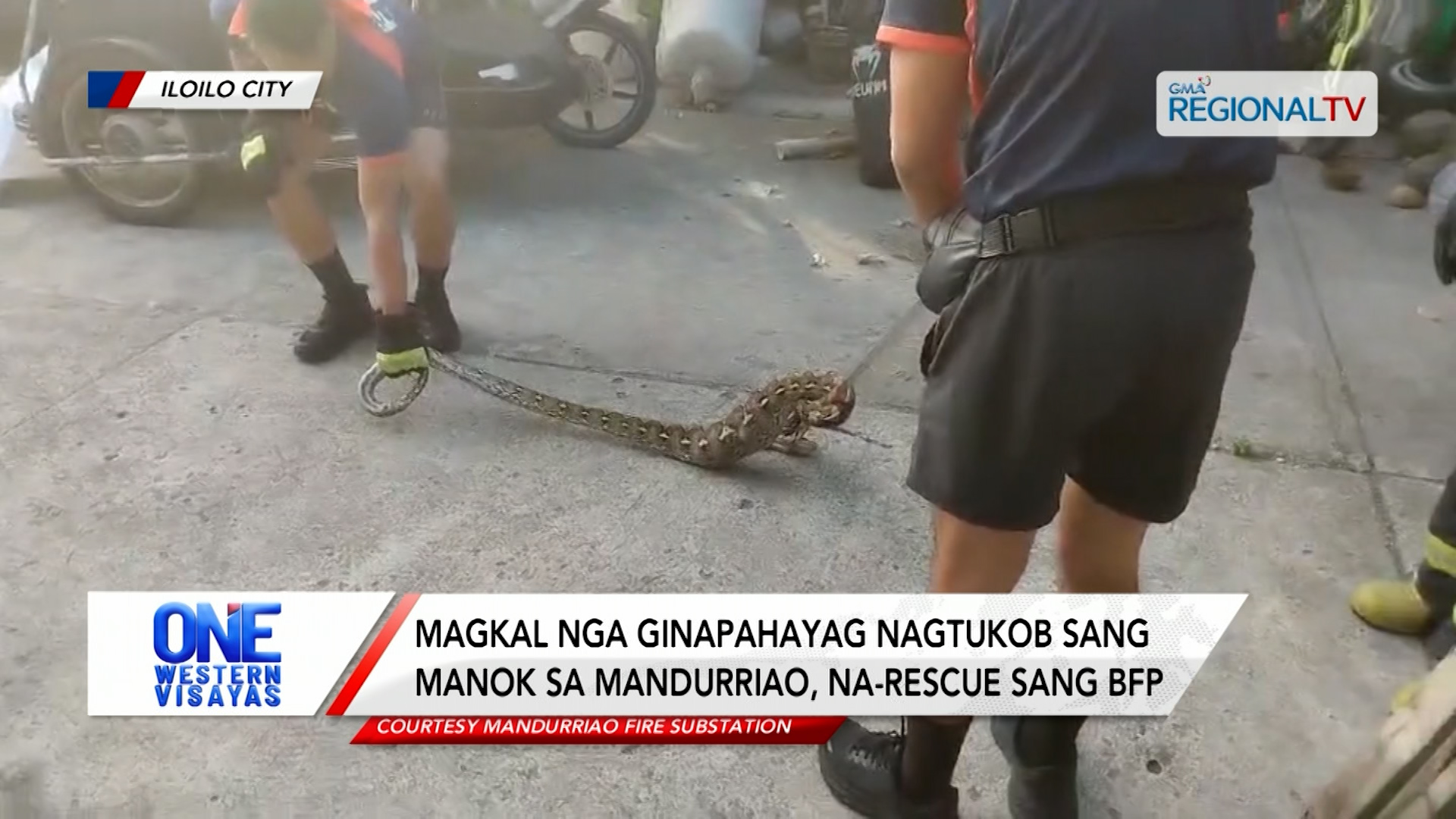 Magkal nga ginapahayag nagtukob sang manok sa Mandurriao, na-rescue sang BFP | One Western Visayas
