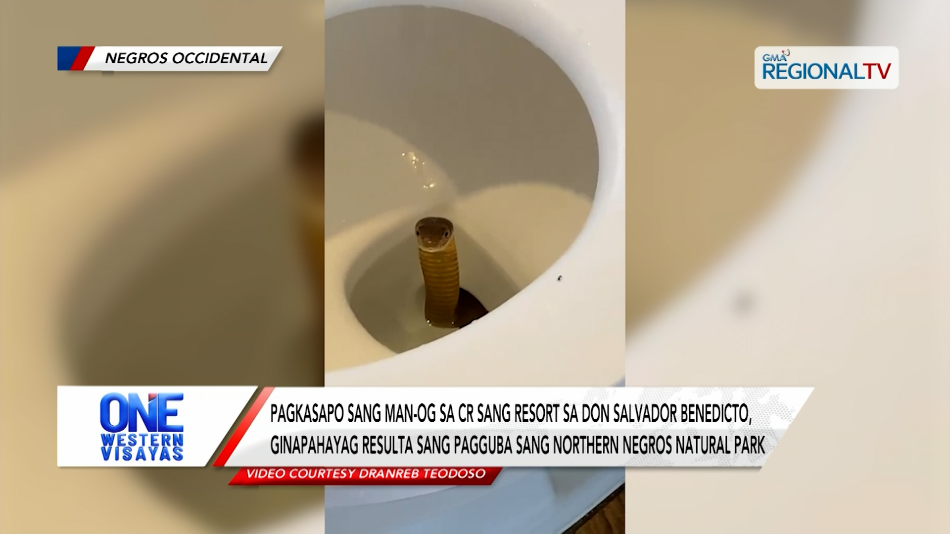 Man-og sa CR sang resort sa Don Salvador Benedicto, ginkumpirmar nga cobra | One Western Visayas