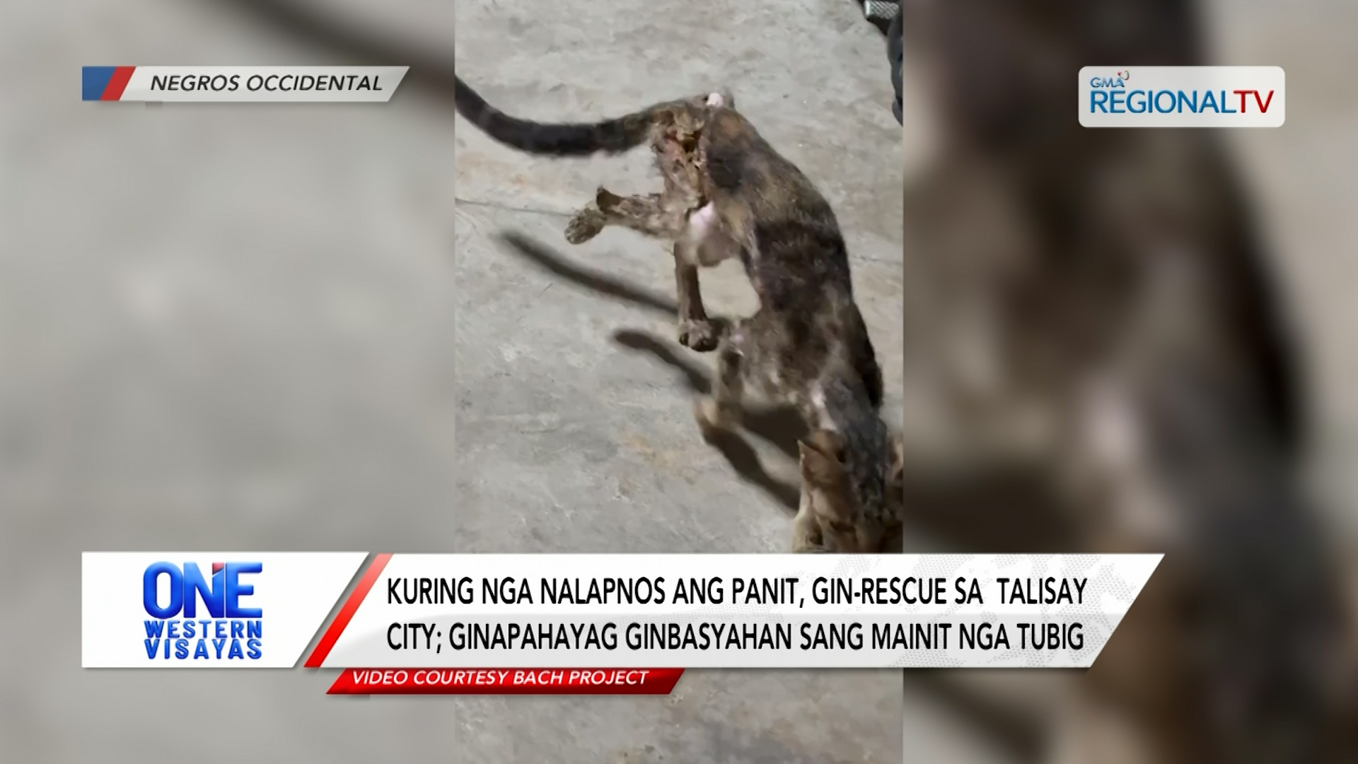 Kuring nga nalapnos ang panit, gin-rescue sa Talisay City | One Western Visayas