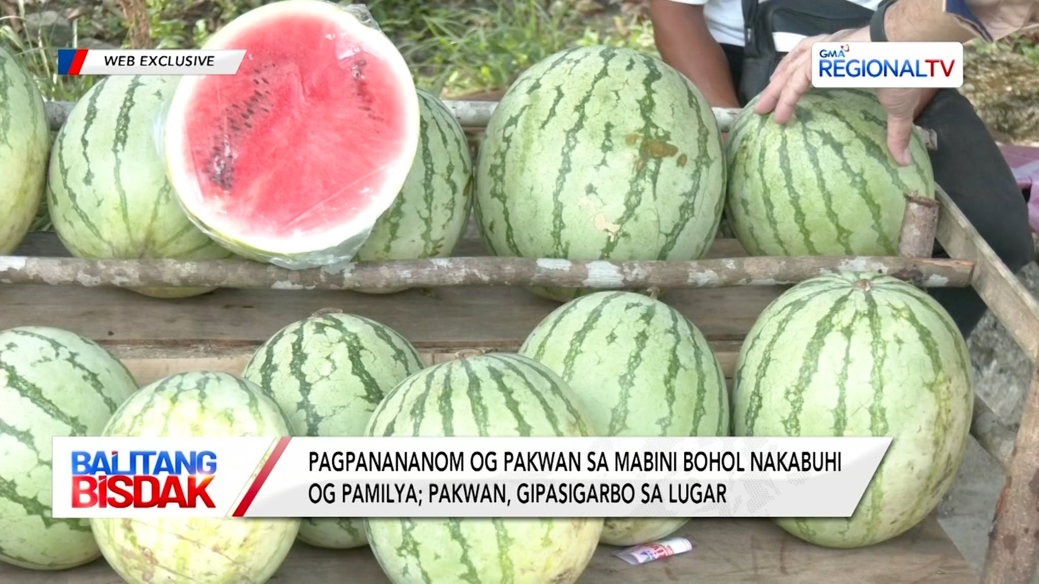 Pagpananom og Pakwan sa Mabini, Bohol, Nakabuhi og Pamilya | Balitang Bisdak