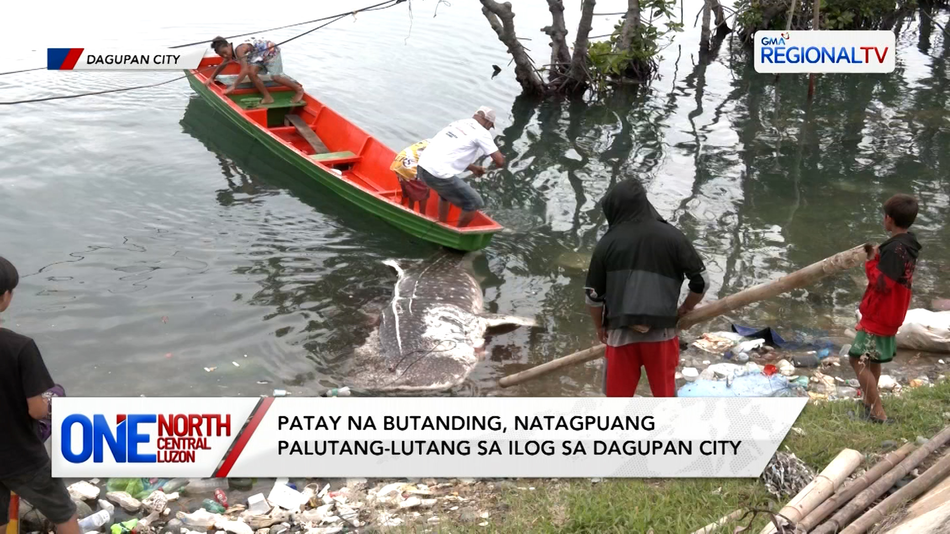 Patay na butanding, natagpuang palutang-lutang sa ilog sa Dagupan City | One North Central Luzon