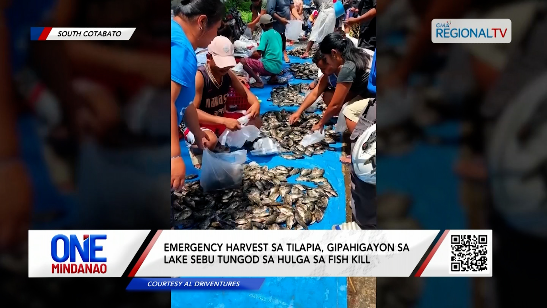 Emergency harvest sa tilapia, gipahigayon sa Lake Sebu I One Mindanao
