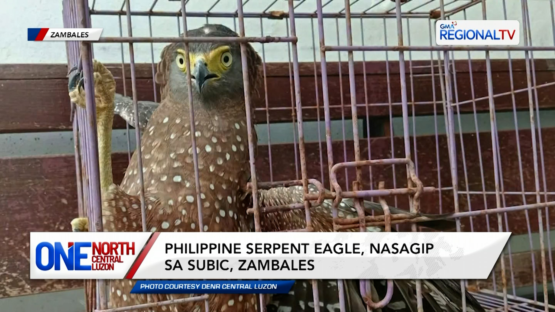 Philippine serpent eagle, nasagip sa Subic, Zambales | One North Central Luzon