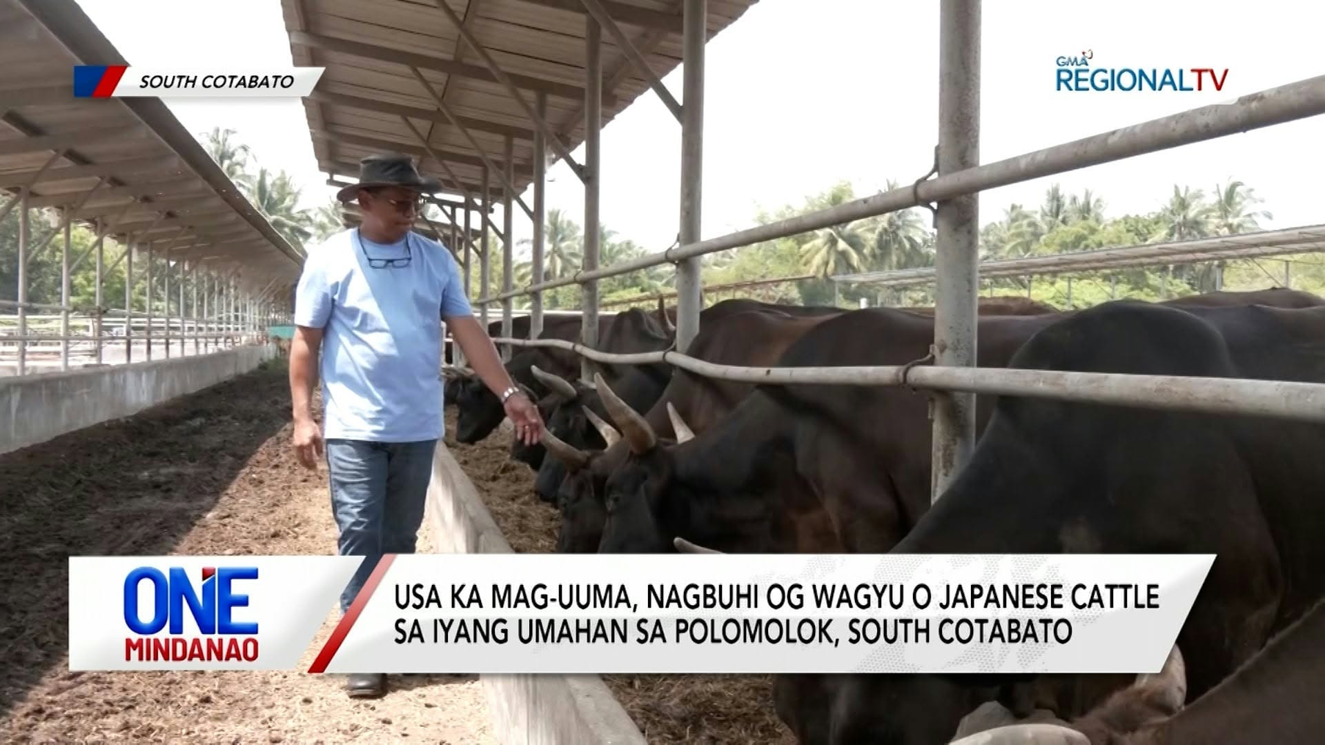 Mag-uuma, nagbuhi og Wagyu O Japanese Cattle sa Polomolok I One Mindanao