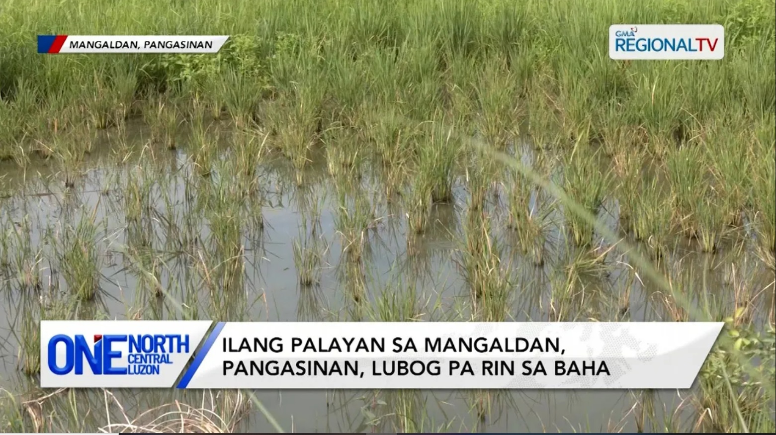 Ilang palayan sa Mangaldan, Pangasinan, lubog pa rin sa baha | One North Central Luzon