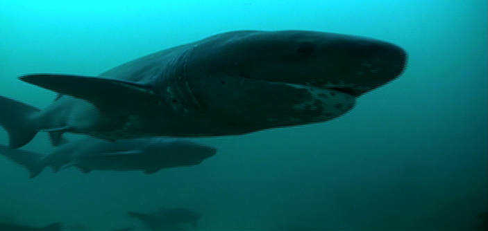 'Born Impact' studies sharks, the misunderstood predators | GMA News Online