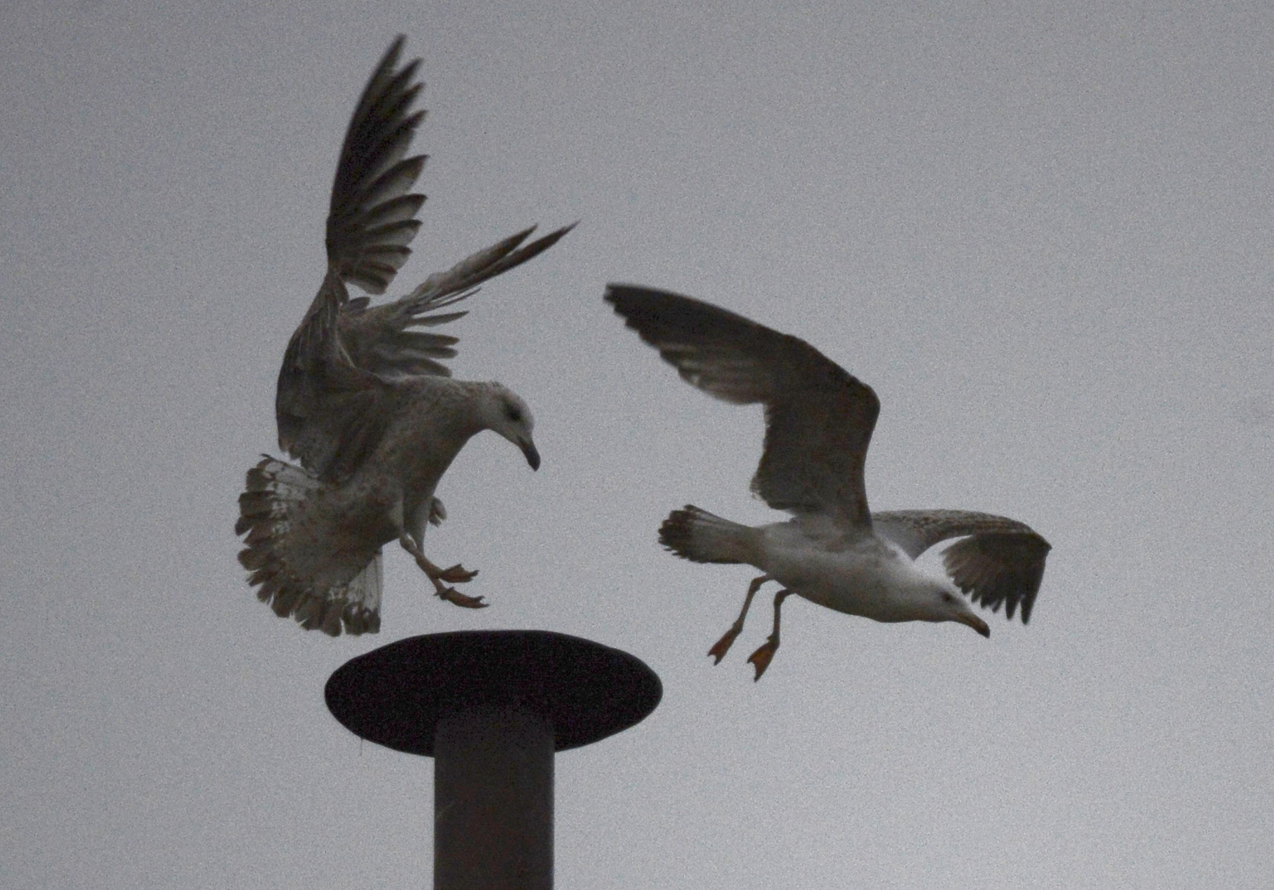 Cardinals hope for speedy conclave to pick new pope, under Michelangelo's gaze
