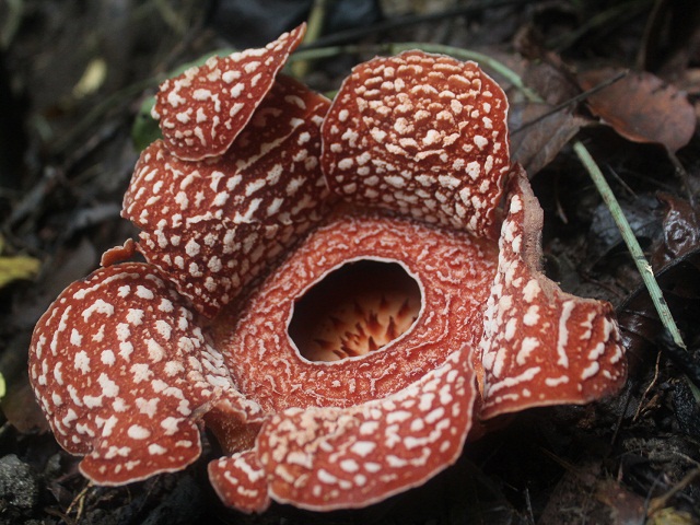 Most species of ‘world’s largest flower’ risk extinction — study thumbnail