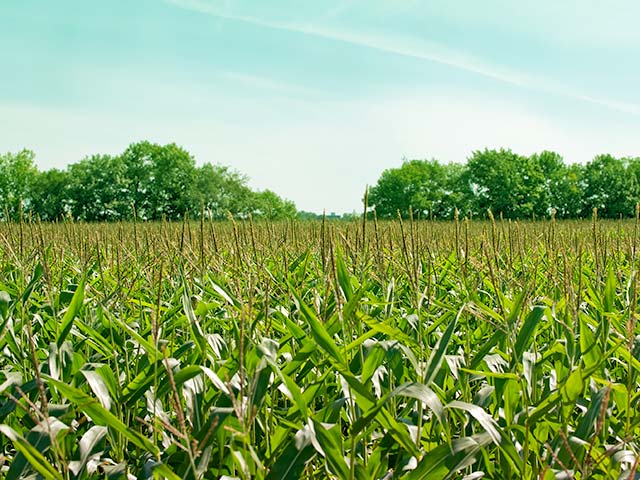 DOST backs development of portable method for detecting heavy metals in crops