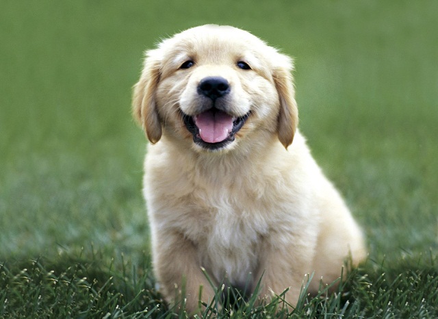Contrary to popular belief, a dog's breed won't predict behavior - Vimarsana News