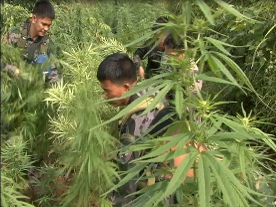 Камбодже можно купить марихуану пагубное влияние марихуаны