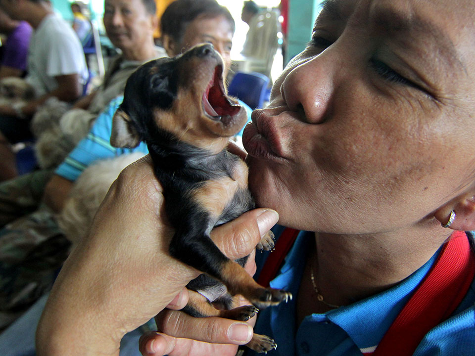 Makati holds pet vaccinations for rabies awareness month | GMA News Online
