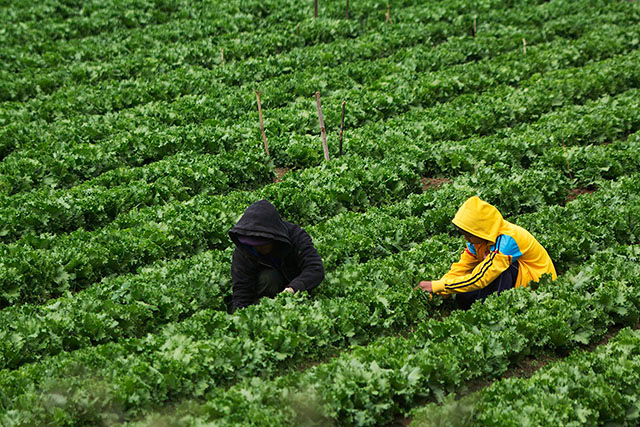EXPLAINER: What has made the cyclospora behind the US outbreak so challenging to trace?