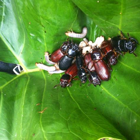 Bug off: Scientists devise family tree of world's insects | GMA News Online