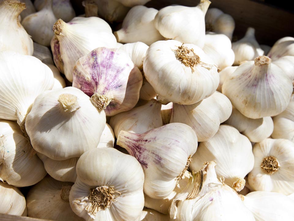 Garlic oversupply due to DA Region 2’s cut in purchase —Batanes gov