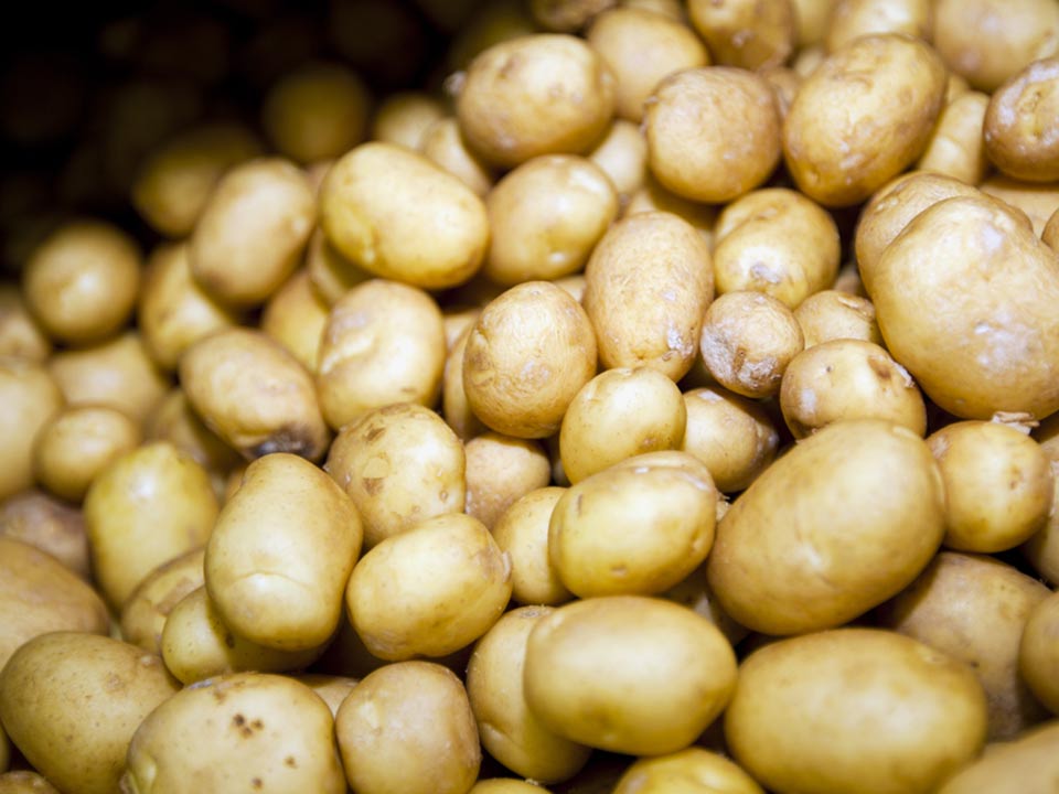 Study reveals potato's secret tomato heritage