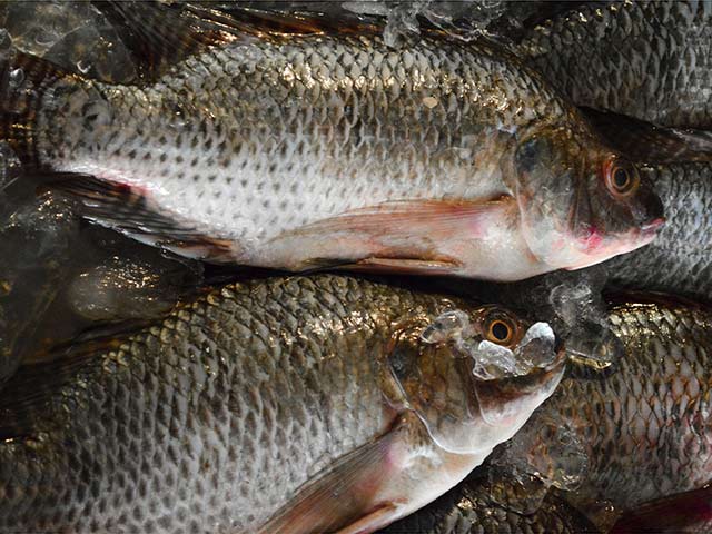 Freshwater fish prices stable in NCR, says BFAR