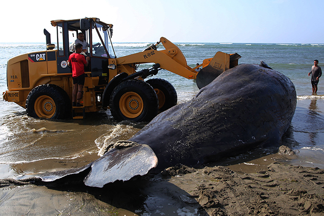 Ailing sperm whale dies after washing ashore in La Union | GMA News Online