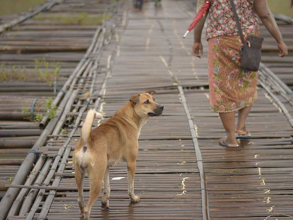 Turkey presents bill to get stray dogs off the streets